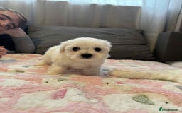 Maltese dogs for sale: Maltese puppies - Image 27