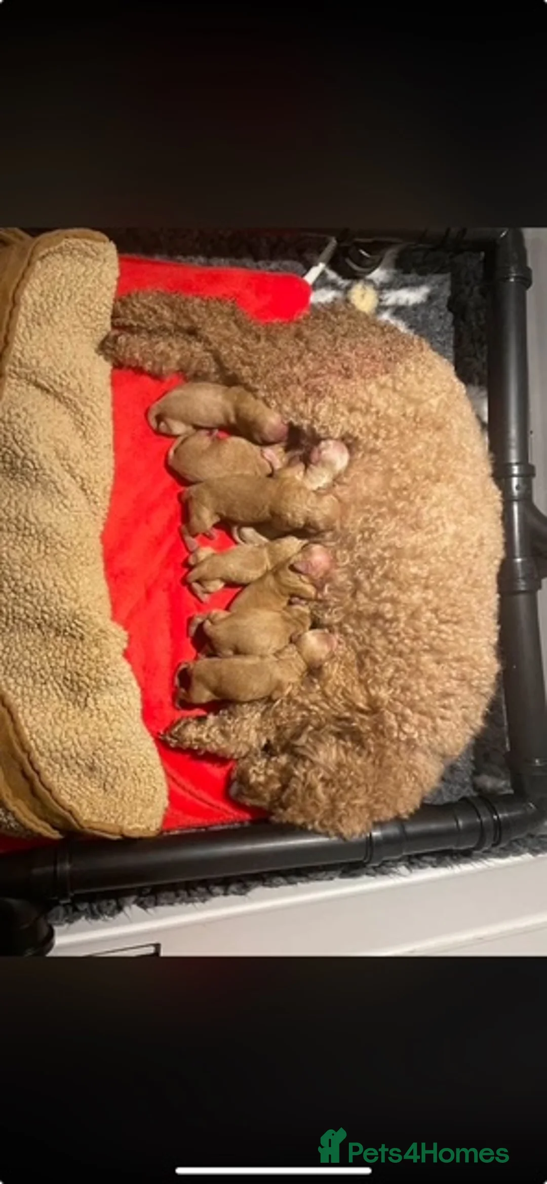 Miniature Poodle dogs for sale: Miniature poodle puppies KC reg council licensed - Advert 1