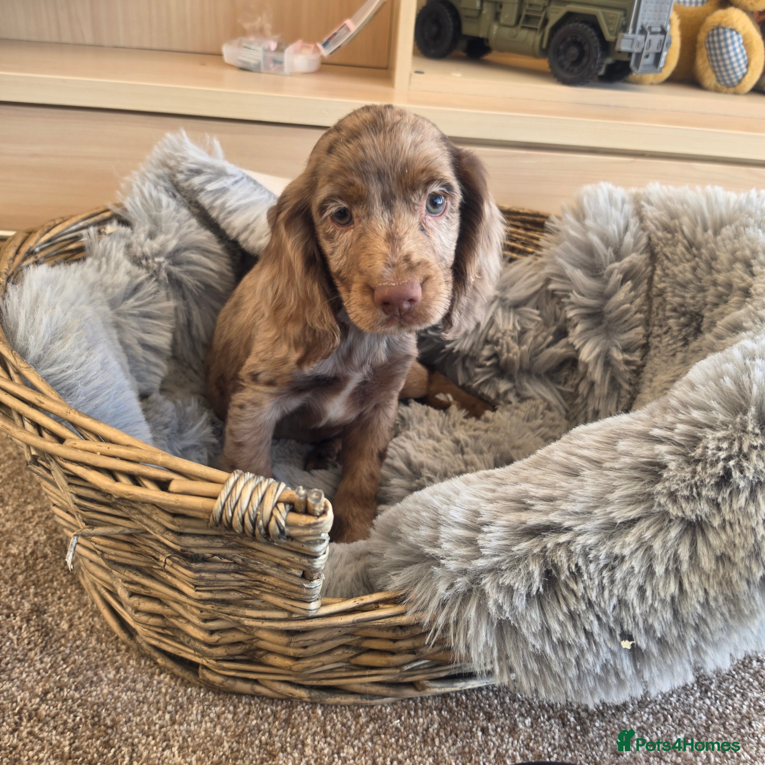 Cocker Spaniel dogs Working Type Cocker Spaniels  - Advert 2