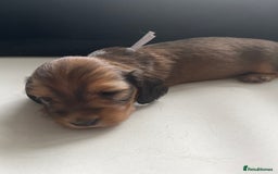 Miniature Dachshund dogs for sale: Family owned miniature longhaired dachshunds - Image 28