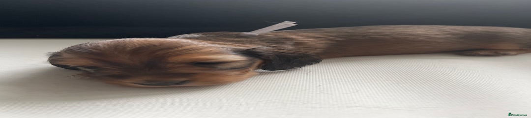 Miniature Dachshund Puppy 4