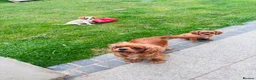 Cavalier King Charles Spaniel dogs for sale: Cavalier King Charles puppies - Advert 10