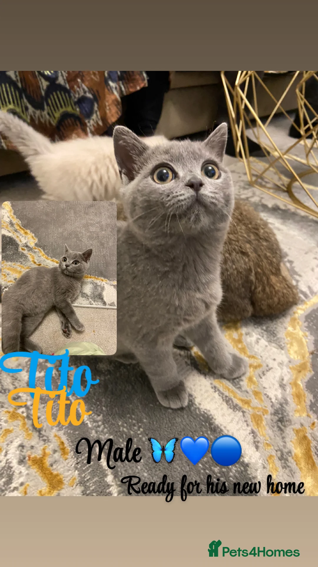 British Shorthair cats for sale: Beautiful grey bsh - Advert 2