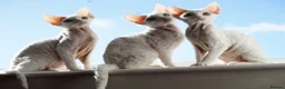 Devon Rex cats for sale: White Female Kitten Available 🤍 - Advert 8