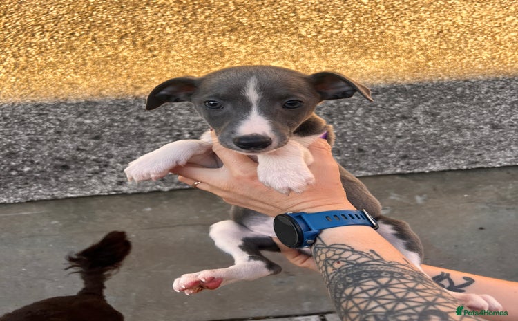Whippet dogs - Advert 3
