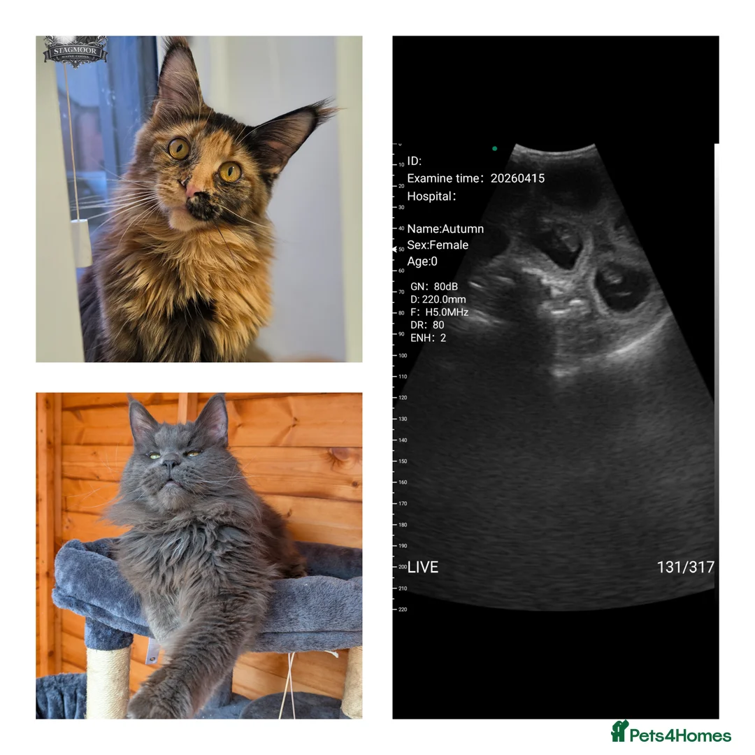 Maine Coon cats for sale: Exceptional Maine Coon Litter Due 21st May  - Advert 1
