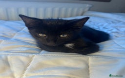 British Longhair cats for sale: Ragdoll x British Long Hair  - Image 18