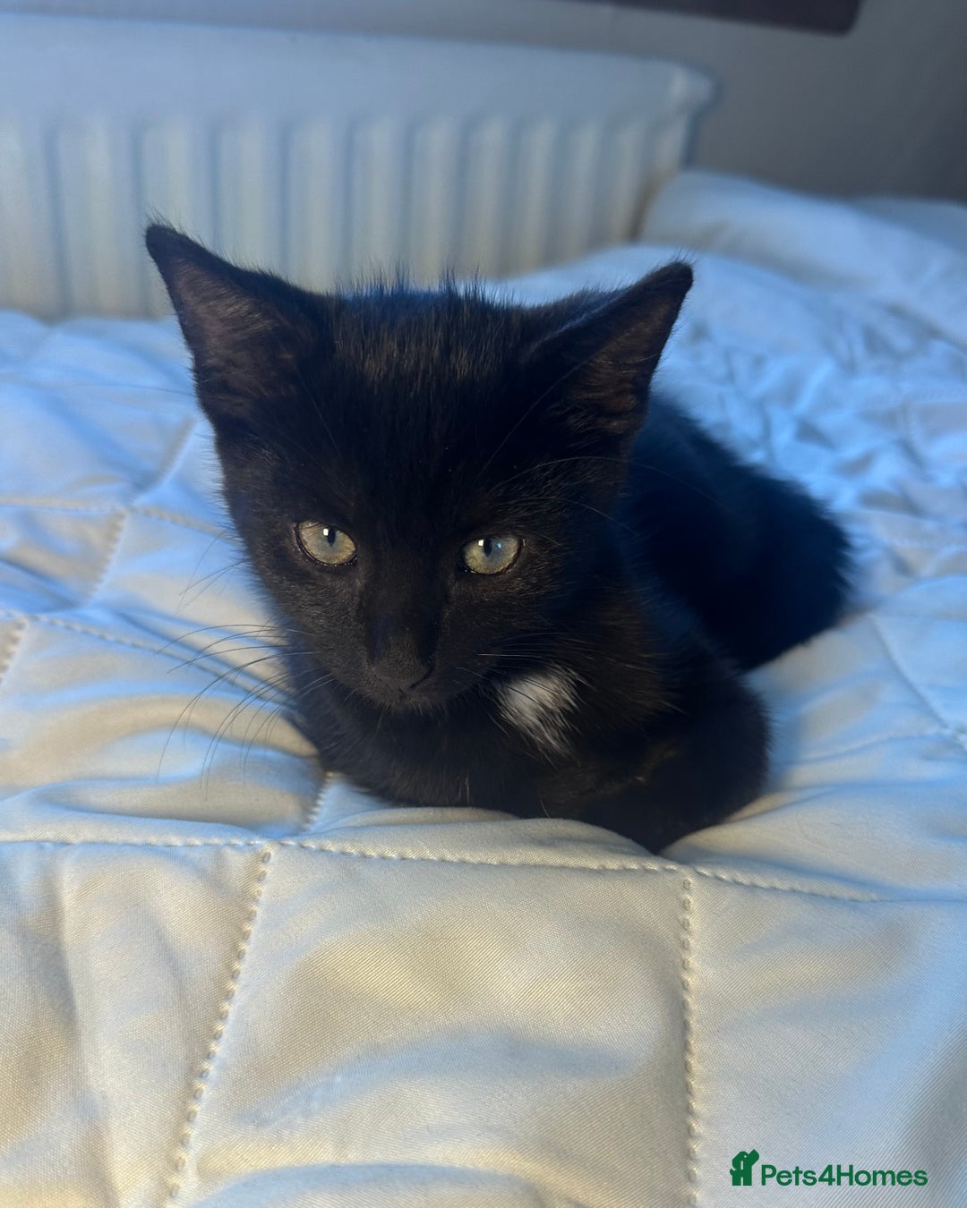 British Longhair cats for sale: Ragdoll x British Long Hair  - Image 18