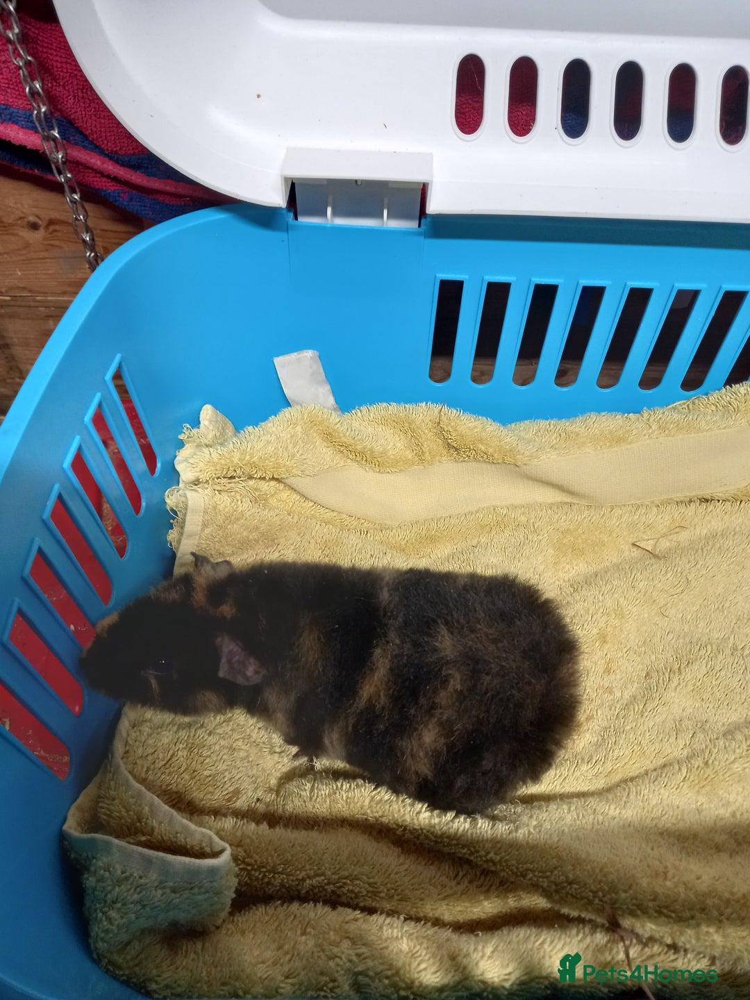 Guinea Pig rodents for sale: Teddy baby guinea-pigs  - Advert 13