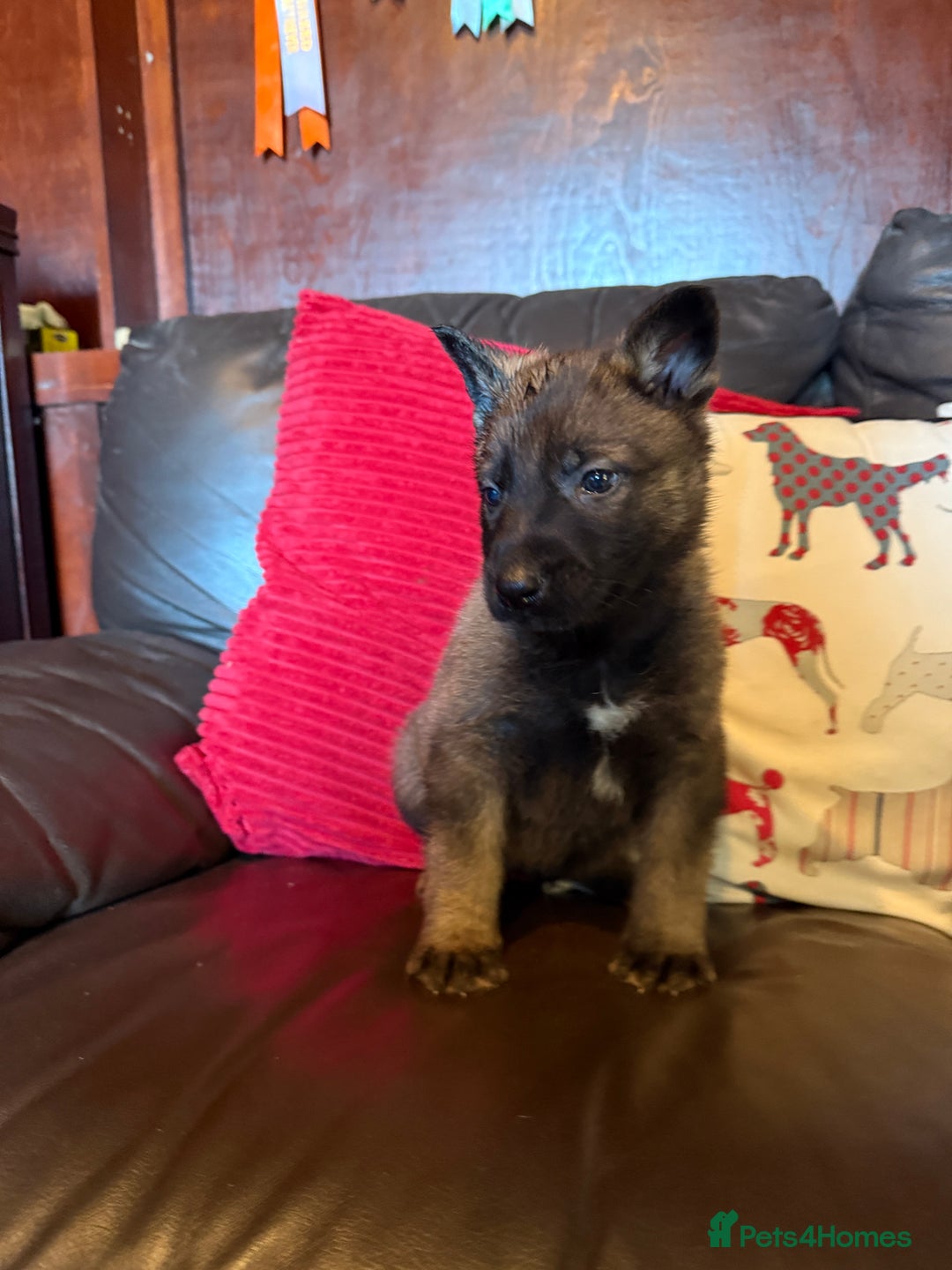 German Shepherd dogs for sale: Beautiful kc reg working line German shepherds  - Advert 8