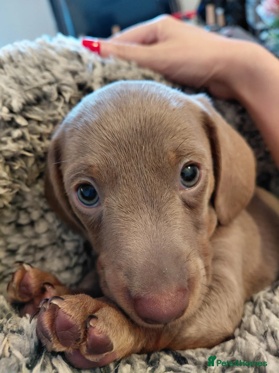 Miniature Dachshund dogs for sale: KC Male miniature Dachsound - Advert 4