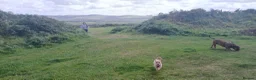 Mixed Breed dogs for sale: Mix breed dog needs a new home in Portsmouth - Advert 3