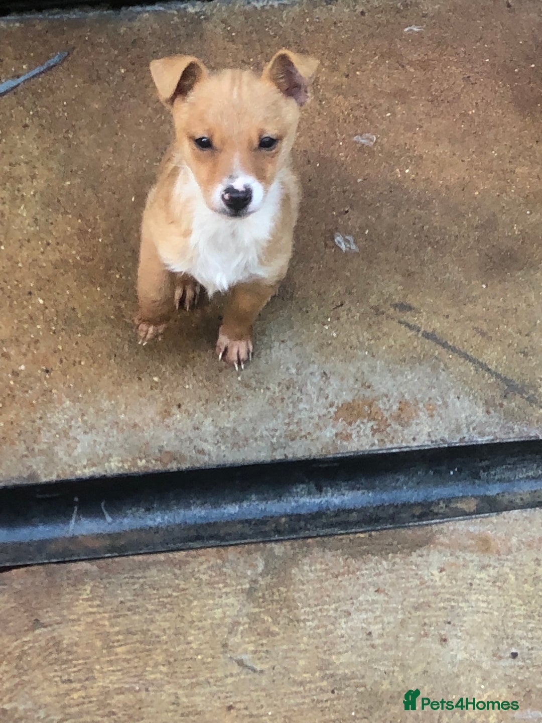 Pomchi dogs for sale: Pomchi - Advert 1