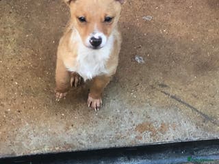 Pomchi dogs Pomchi - Advert 1