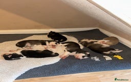 Siberian Husky dogs for sale: Siberian husky puppies  - Image 3