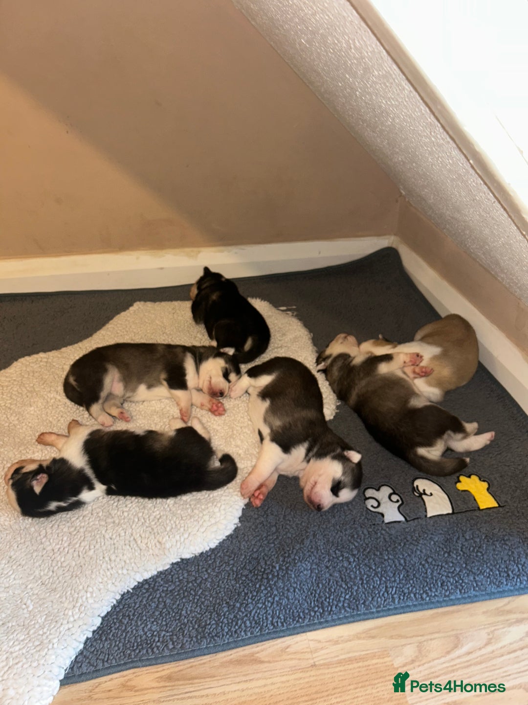 Siberian Husky dogs for sale: Siberian husky puppies  - Image 3