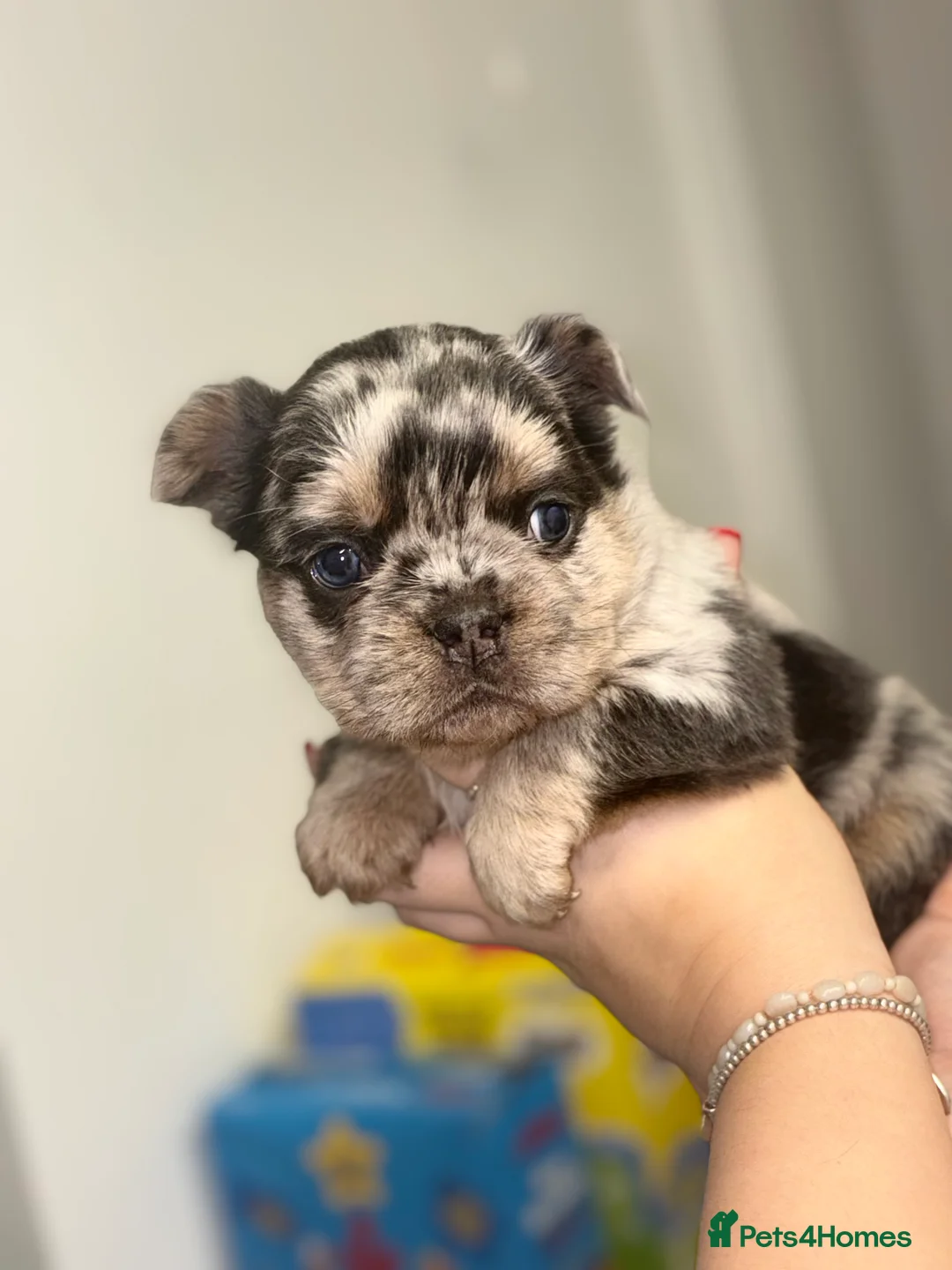 French Bulldog dogs for sale:  2 left 🇫🇷Fluffy french bulldog  - Advert 23