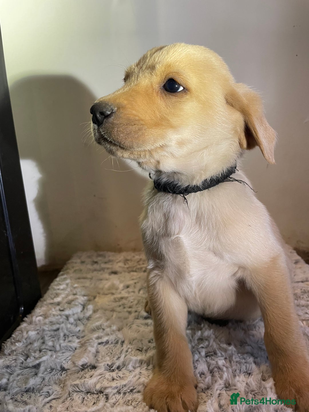 Labrador Retriever dogs for sale: Reduced to 1200 Ready to go now   - Advert 17