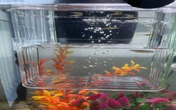 Mollies fish for sale: Dalmatian mollies, tropical fish  - Image 5