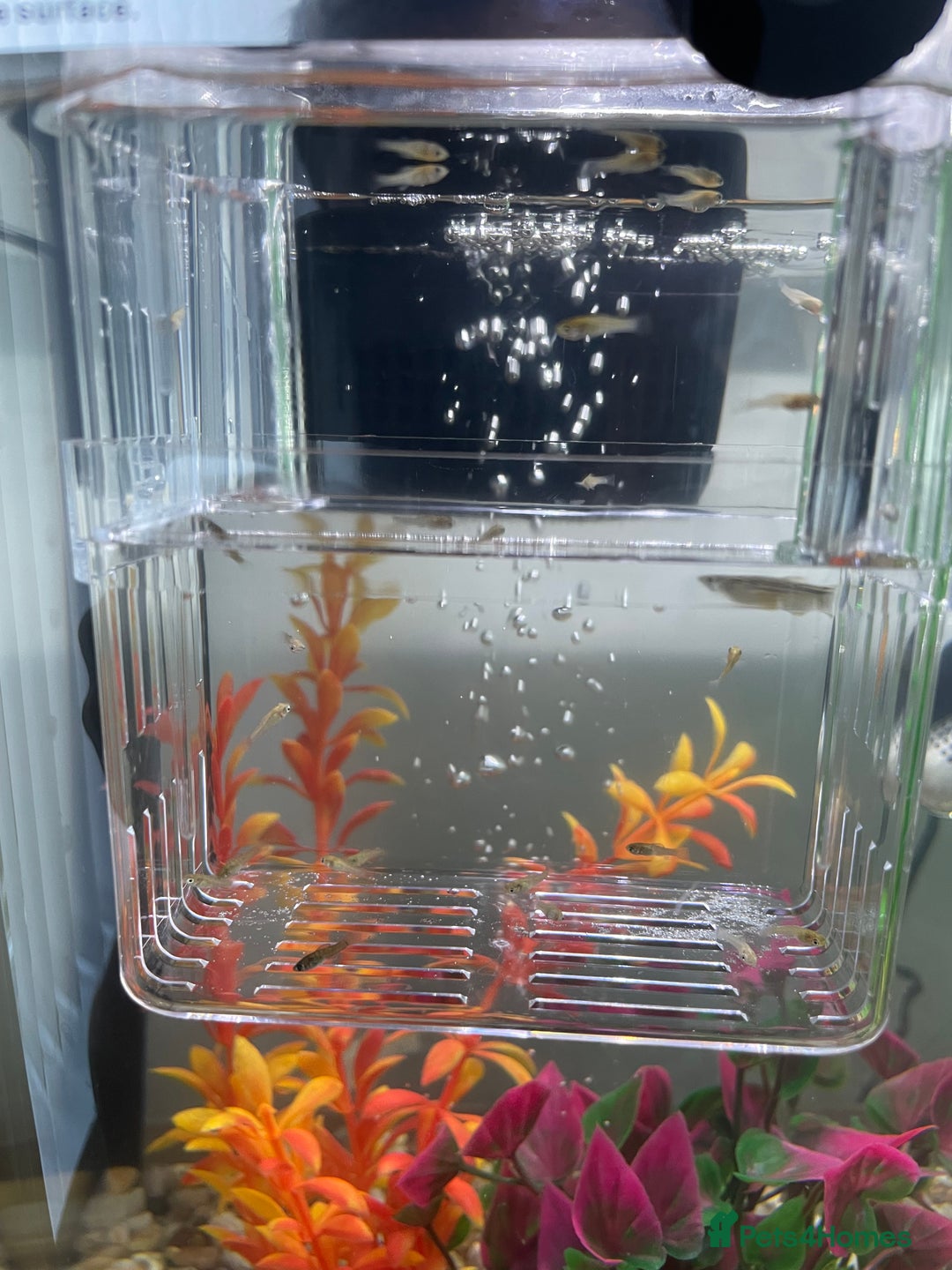 Mollies fish for sale: Dalmatian mollies, tropical fish  - Image 5