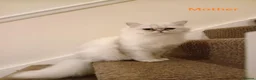 Persian cats for sale: 3 Pure Persian Chinchilla Kittens  - Advert 14