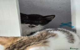 Mixed Breed cats for sale: Adorable kittens needing homes - Image 8