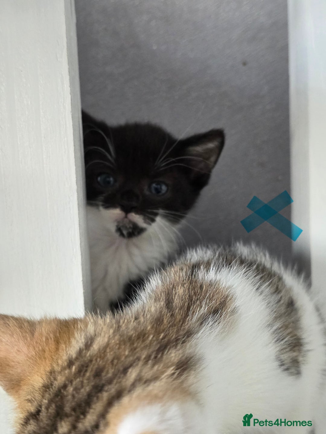 Mixed Breed cats for sale: Adorable kittens needing homes - Image 8