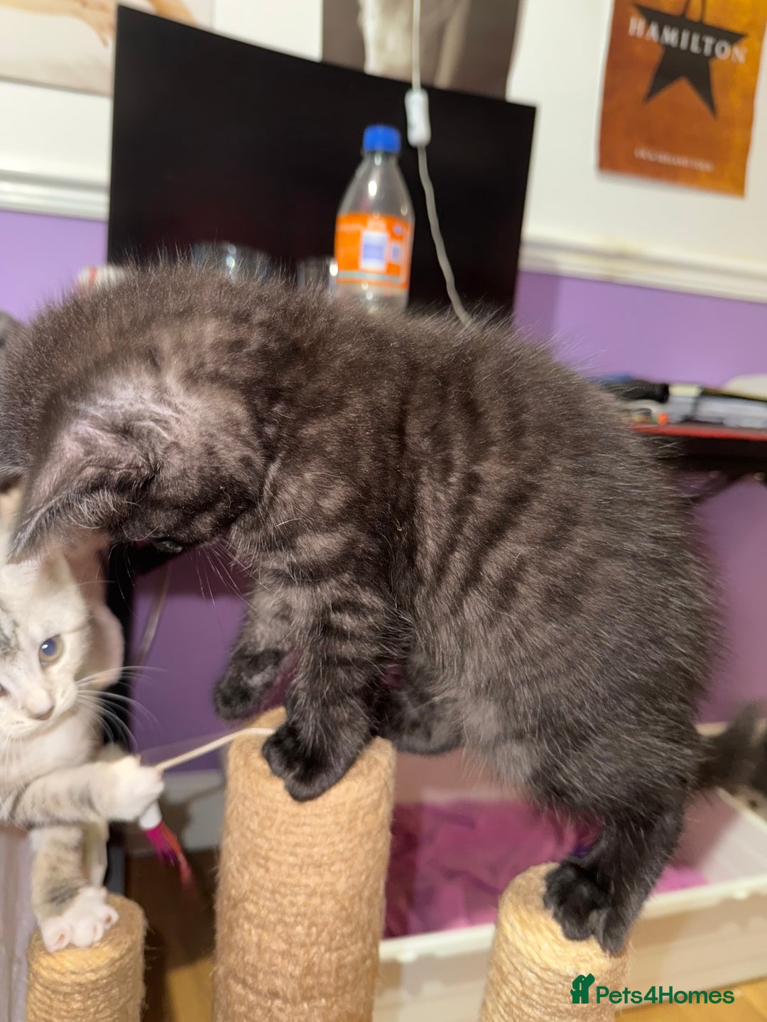 British Shorthair cats for sale: Black Smoke BSH X male - Advert 6