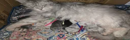 Maine Coon cats for sale: STUNNING RARE Maine Coons Shaded Shell Silver - Advert 25