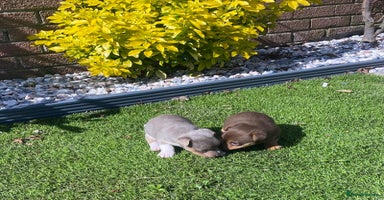 Jack Russell dogs - Advert 10