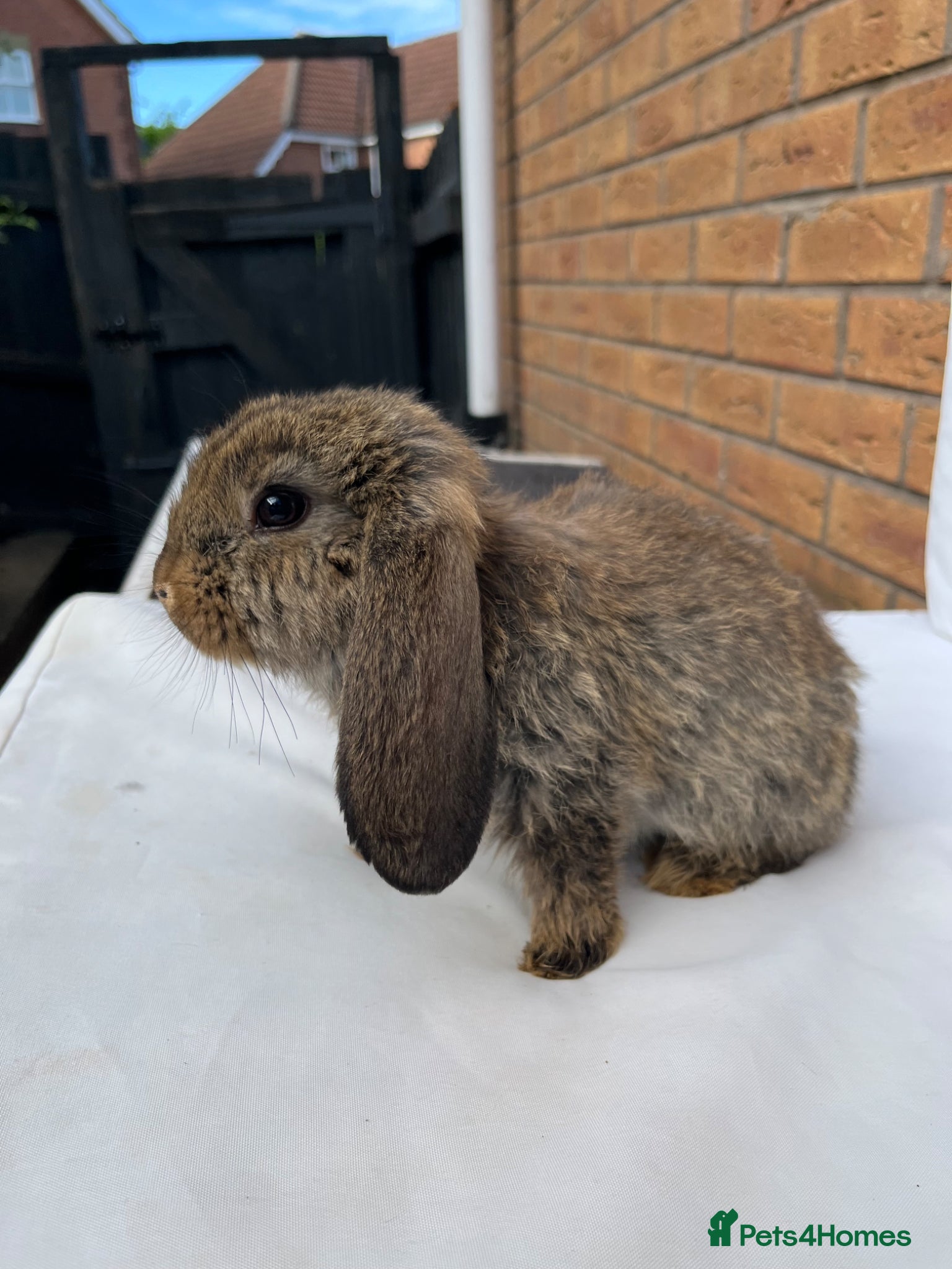 French Lop rabbits for sale: 🐰 Full breed French Lops Ready to Leave 🐰 - Advert 12
