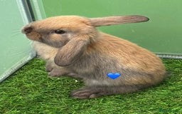 Mini Lop rabbits for sale: Mini lop - Image 4