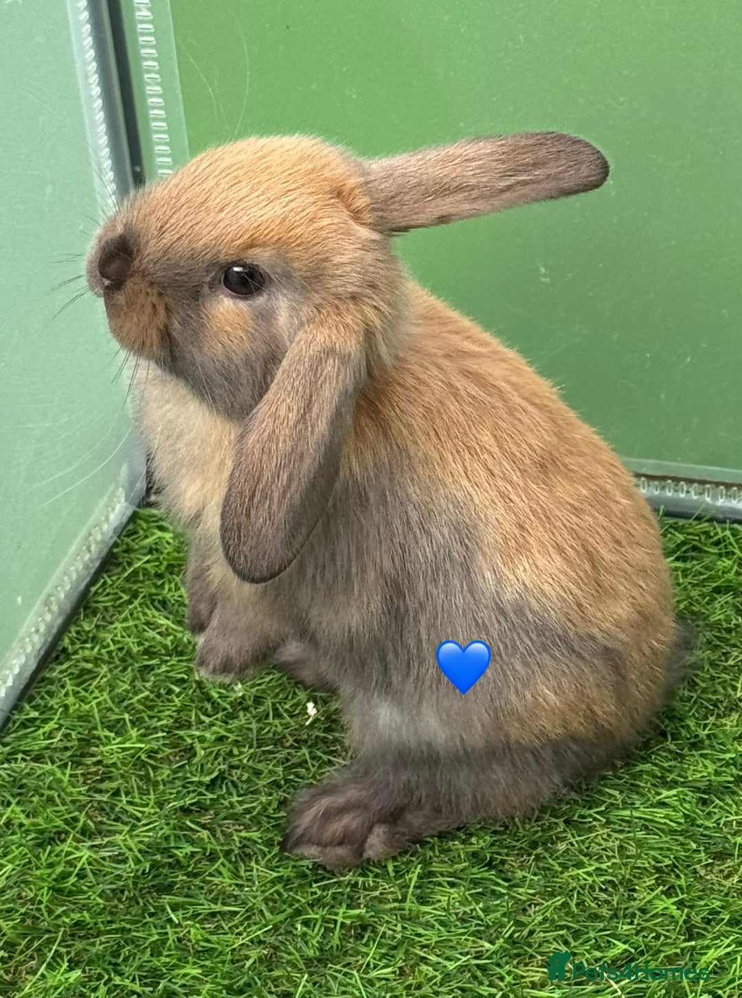 Mini Lop rabbits for sale: Mini lop - Image 4
