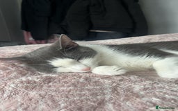 Mixed Breed cats for sale: 4 MIXED BREED KITTENS  - Image 6