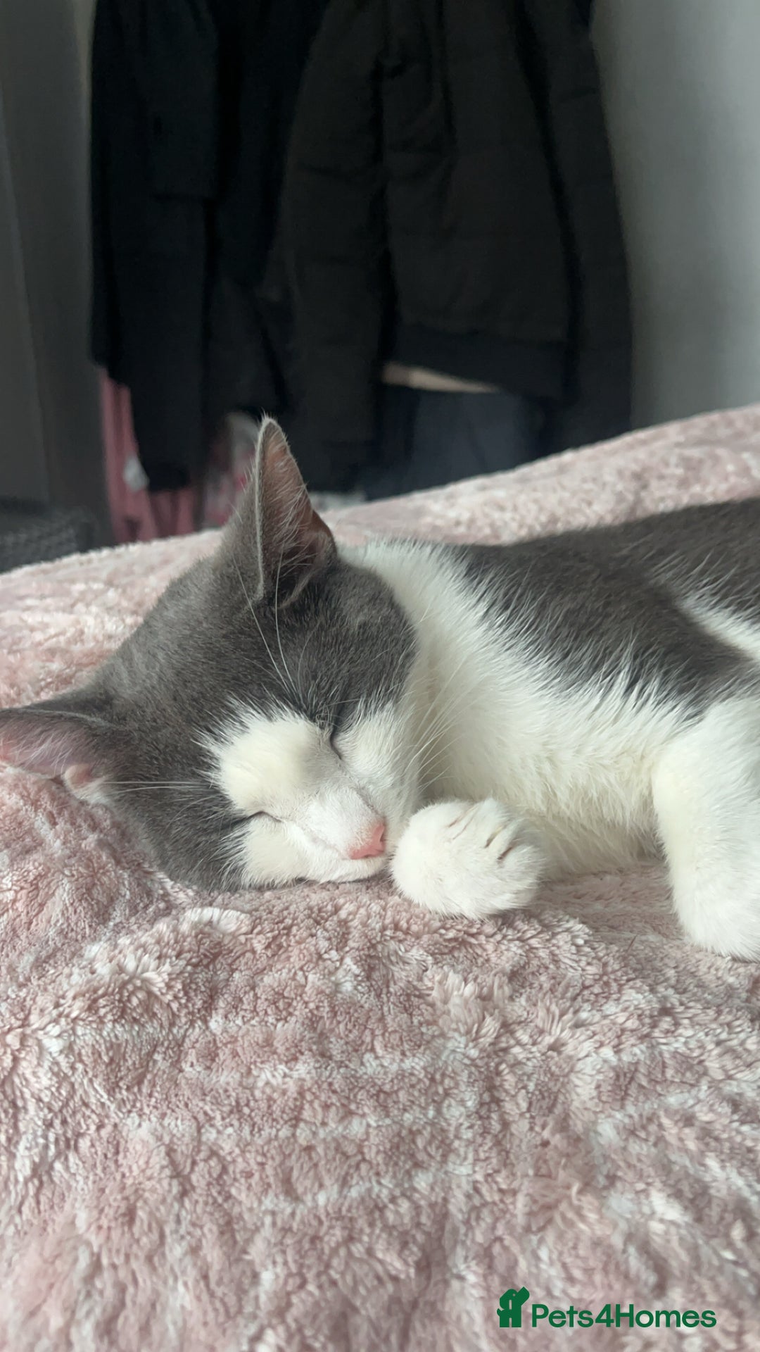 Mixed Breed cats for sale: 4 MIXED BREED KITTENS  - Image 6