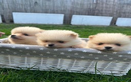 Pomeranian dogs for sale: Adorable Pomeranian Puppies for Sale!  - Image 11