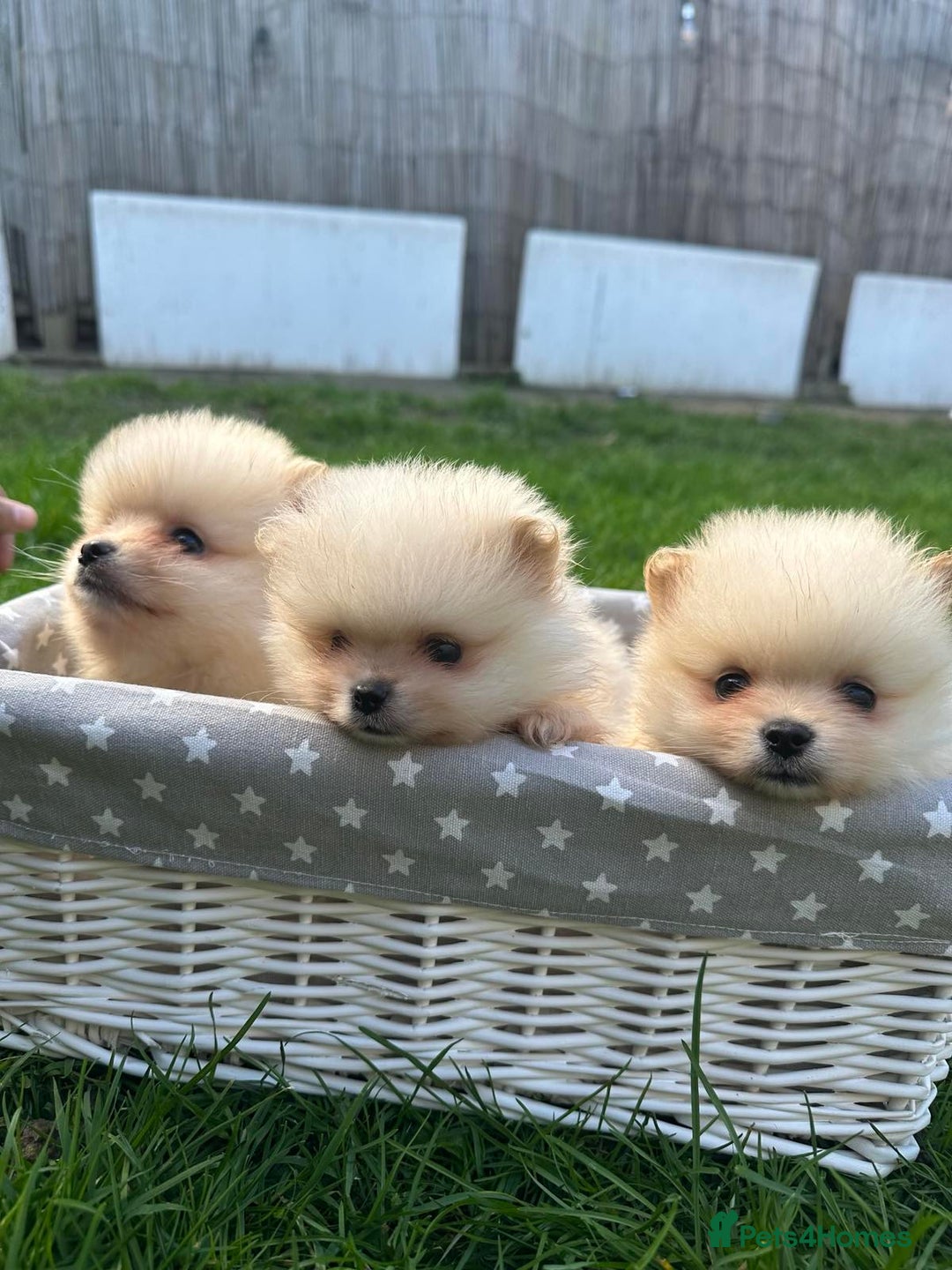 Pomeranian dogs for sale: Adorable Pomeranian Puppies for Sale!  - Image 11