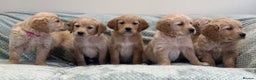 Golden Retriever dogs for sale: Quality litter of KC reg Golden Retriever Puppies  - Advert 8