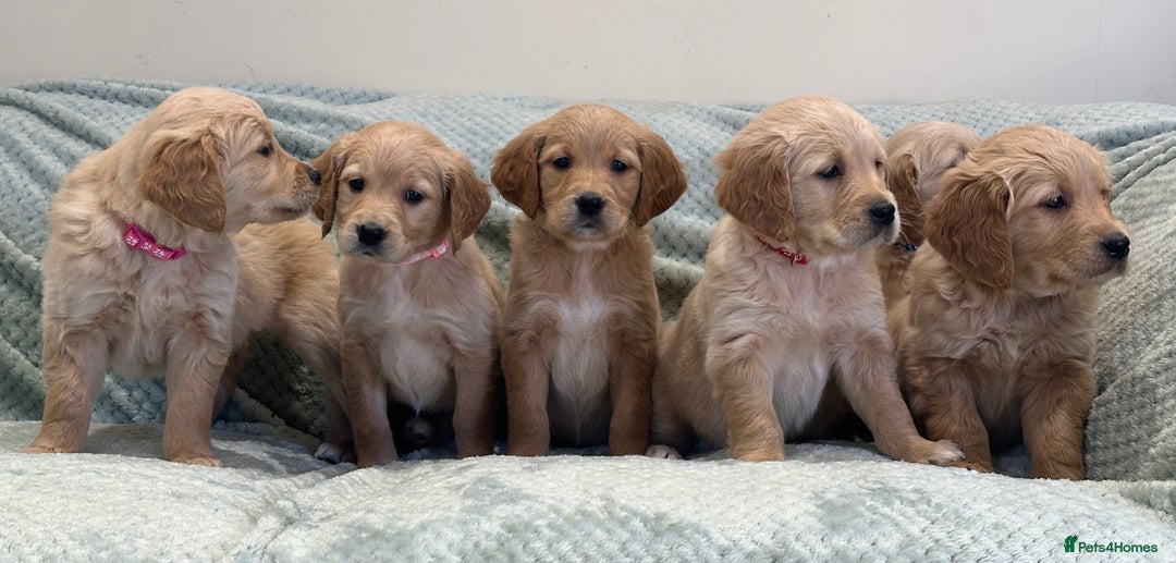 Golden Retriever dogs for sale: Quality litter of KC reg Golden Retriever Puppies  - Advert 8