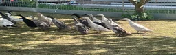 Chickens poultry for sale: Point of lay chickens LAYING HENS - Advert 10