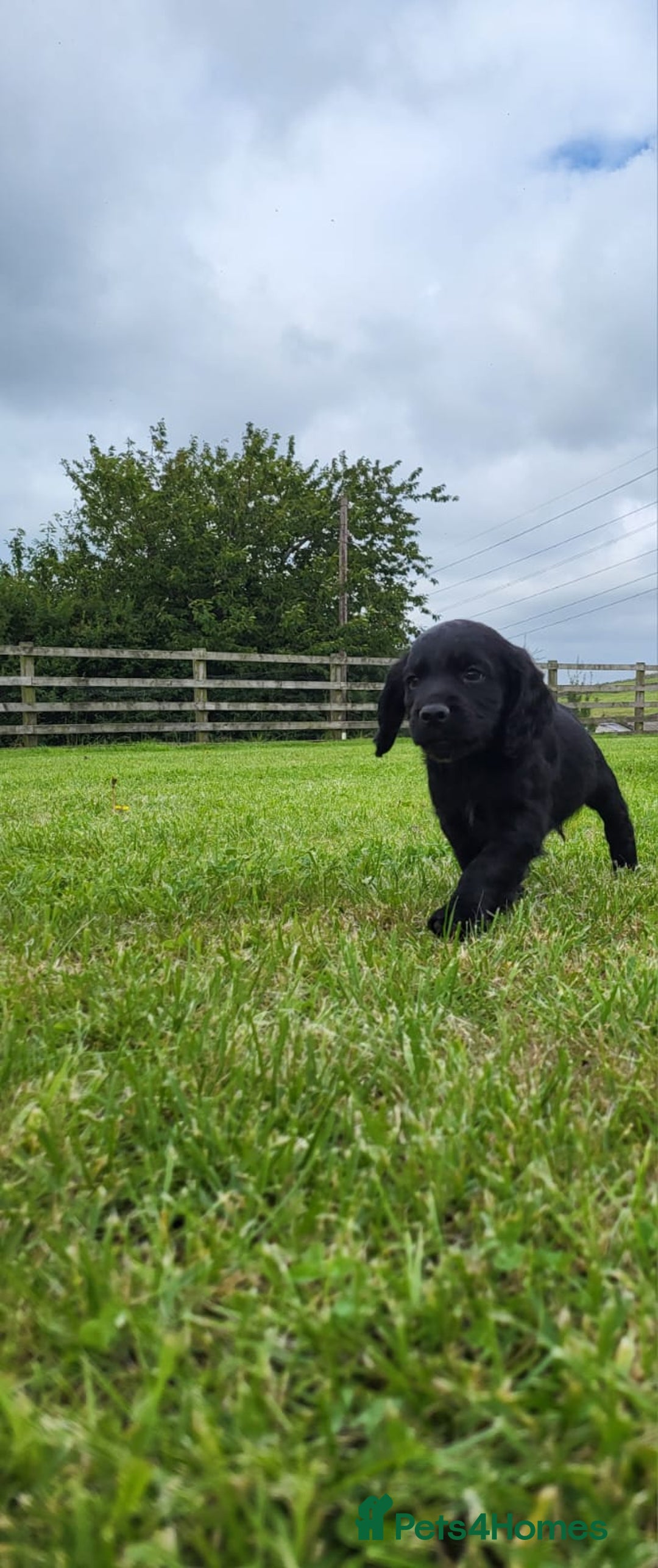 Cocker Spaniel dogs for sale: Cocker Spaniel - Image 6