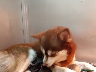 Pomsky dogs - Advert 3