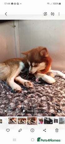 Pomsky dogs - Advert 3