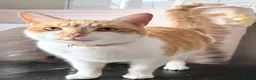 Mixed Breed cats for sale: Beautiful ginger female cat  - Advert 5