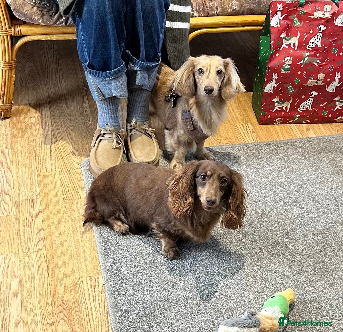 Dachshund dogs Stunning longhaired creams and shaded cream pups - Advert 2