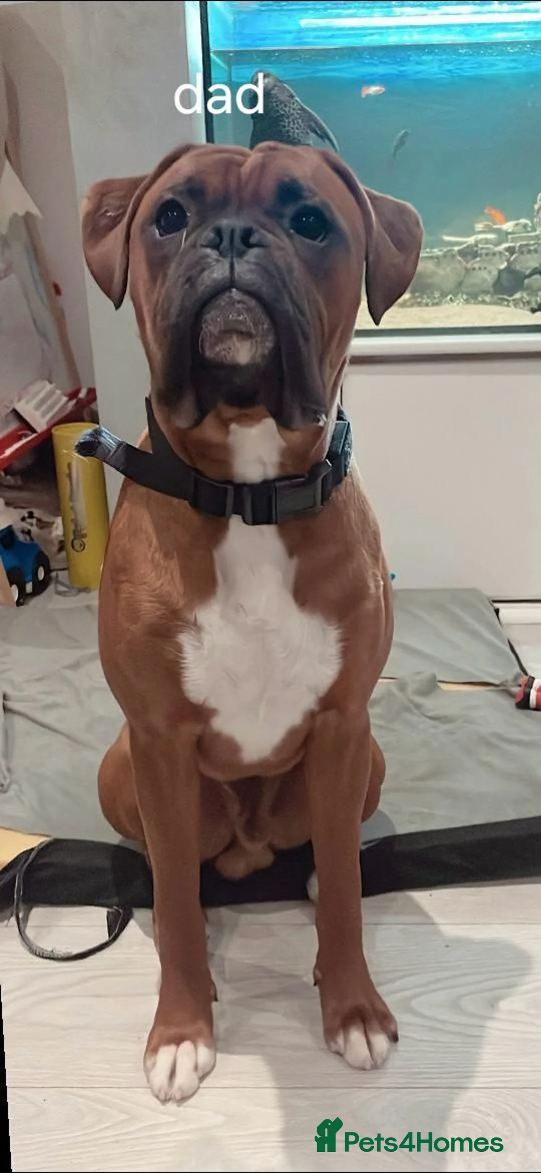 Boxer dogs for sale: Beautiful boxer puppys - Advert 2