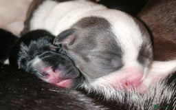 Mixed Breed dogs for sale: Bulldog x Mini Dachund - Image 14