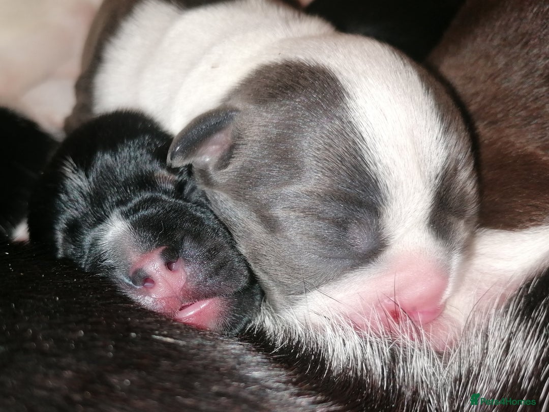 Mixed Breed dogs for sale: Bulldog x Mini Dachund - Image 14