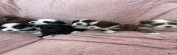 Havanese dogs for sale: Gorgeous litter of Havanese puppies. - Advert 6