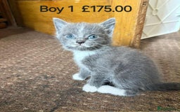 Mixed Breed cats for sale: Mixed breed kittens  - Image 1